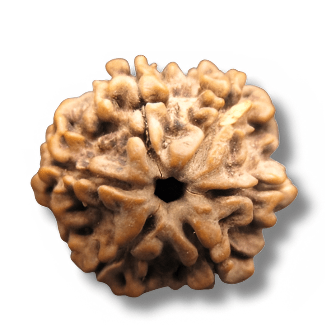 six faced rudraksha, six mukhi rudraksha, 6 mukhi rudraksha, Shat Mukhi Rudrakhsa, Six Faces Rudrakhsa